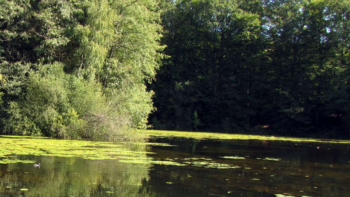  In den Stuttgarter Parkseen haben sich Blaualgen in Ufernähe gebildet. Menschen sollten jeglichen Hautkontakt vermeiden. Für Hunde können die sogenannten Cyanobakterien tödlich sein. 