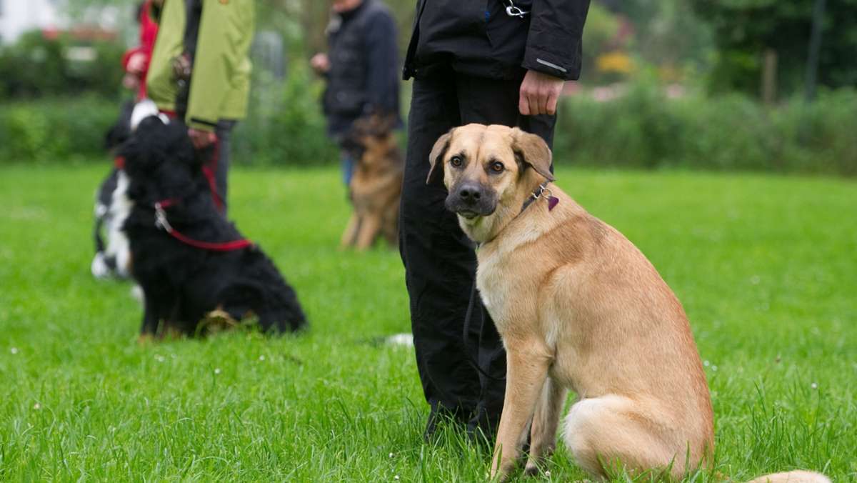 Grün-schwarze Koalition: Baden-Württemberg plant Hundeführerschein