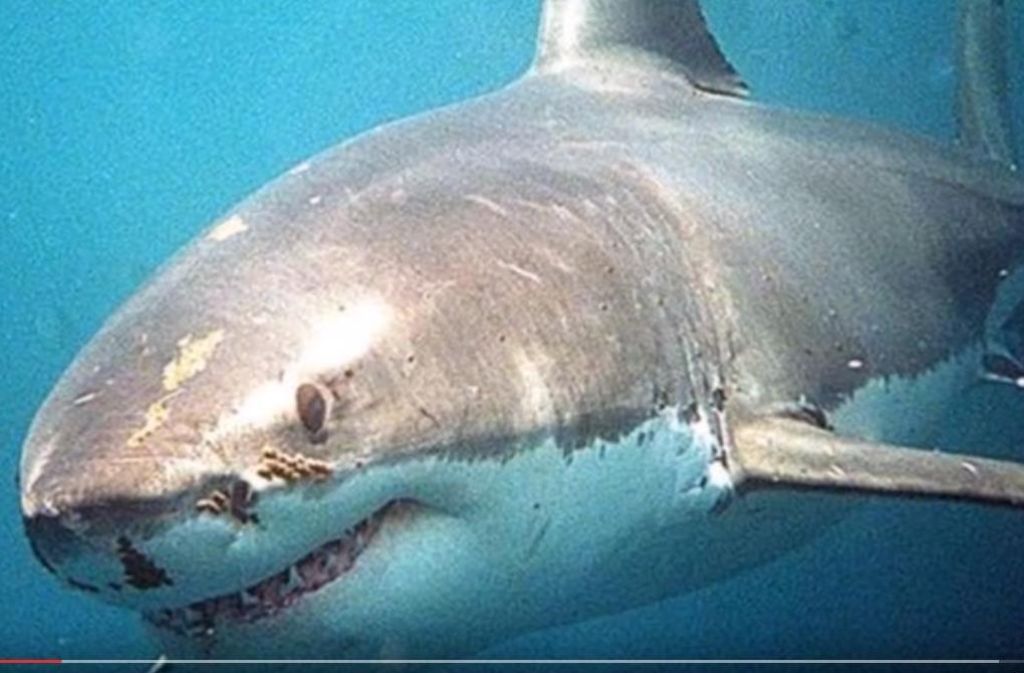 Ein solcher Weiße Hai hat Surfer Ben Geering attackiert.