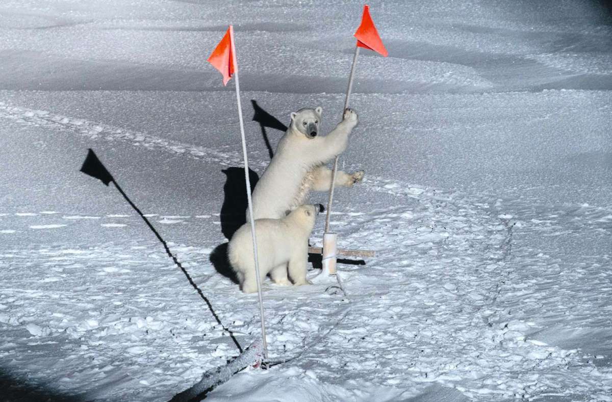 Eine Eisbärenmutter und ihr Junges finden die Fähnchen im arktischen Forschungscamp hochinteressant.