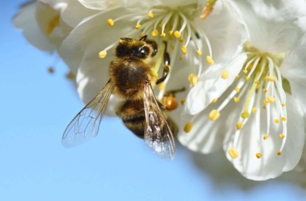 Die Biene ist sozusagen die harmlosere Version der Wespe. Sie bevorzugt in der Regel heimische Kräuter und Blüten statt Kuchen und Eis, erklärt der Nabu-Fachmann. Ihre Stiche tun natürlich auch weh. Vor ihnen müssen die Deutschen momentan aber weniger Angst haben: „Über die Hälfte der heimischen Wildbienenarten ist gefährdet.“