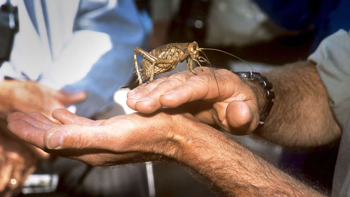 Insektenzucht: Darum züchten Neuseeländer Riesenheuschrecken