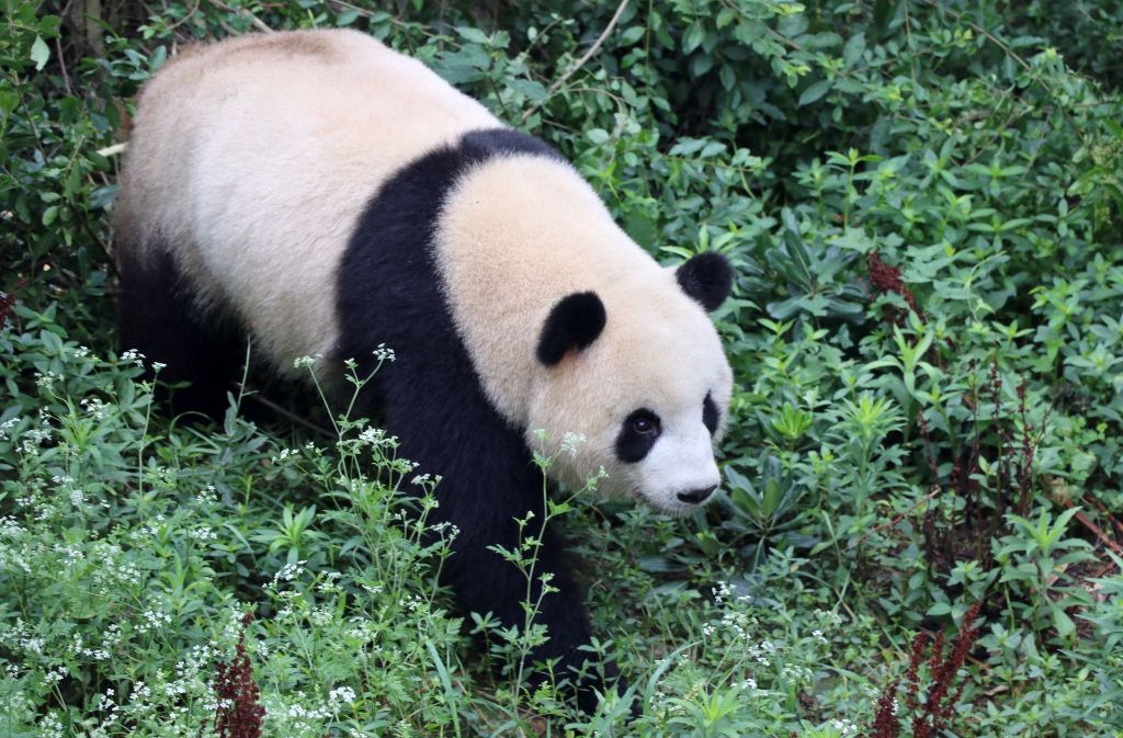 Das Pandaweibchen erkundet die Zuchtstation in China. Bald wird es mit...
