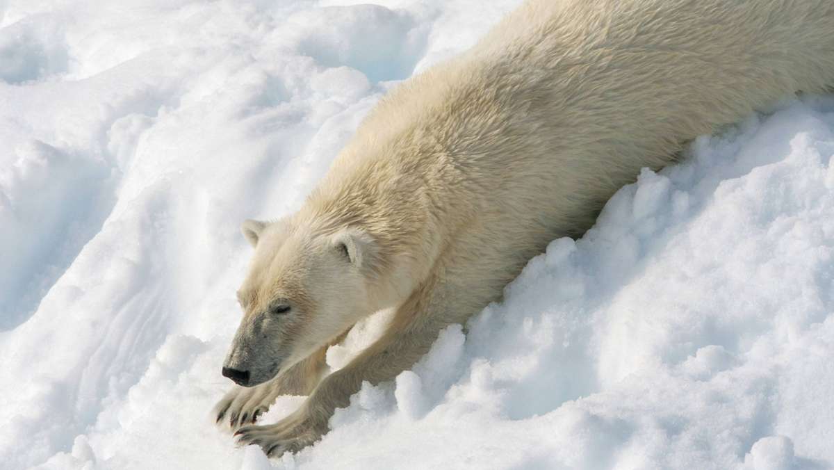  Auf Spitzbergen hat es sich ein Eisbär im Schnee besonders gut gehen lassen. Ein Hügel genügte ihm, um genussvoll den Abhang herunterzurollen. Ein Beobachter hielt das genussvolle Spektakel auf Video fest. 