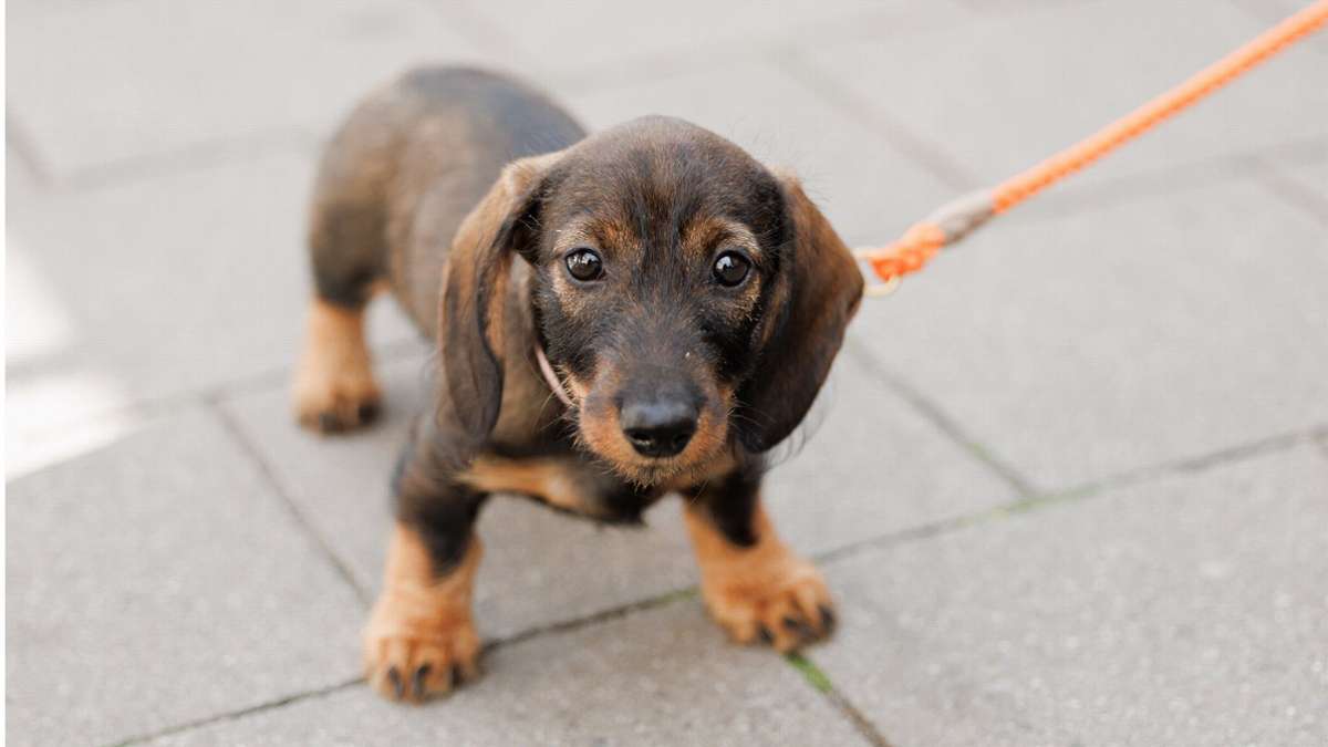 Hundebesitzer in Baden-Württemberg: Wo ist es am teuersten? Fragen und Antworten zur Hundesteuer