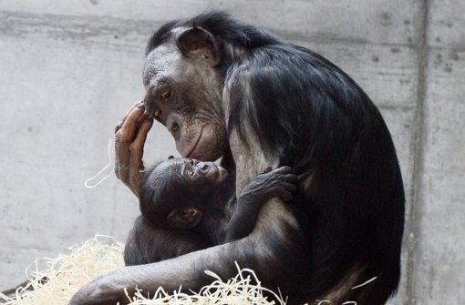 Ein Bonobo-Weibchen aus der Wilhelma hält ihr Junges im Arm. Foto: dpa