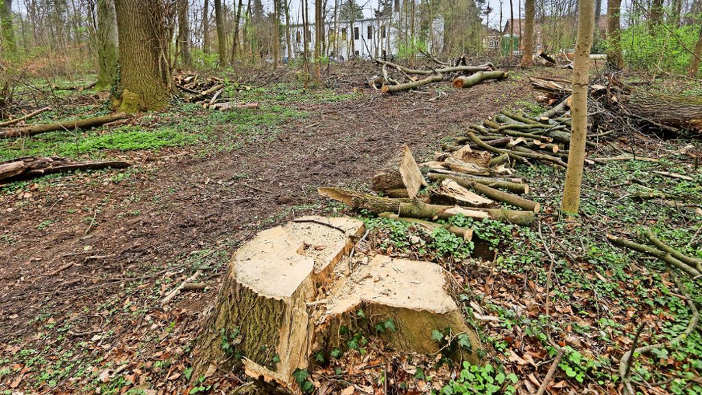 Ludwigsburg trauert um den  Salonwald: Kahlschlag statt Durchforstung?