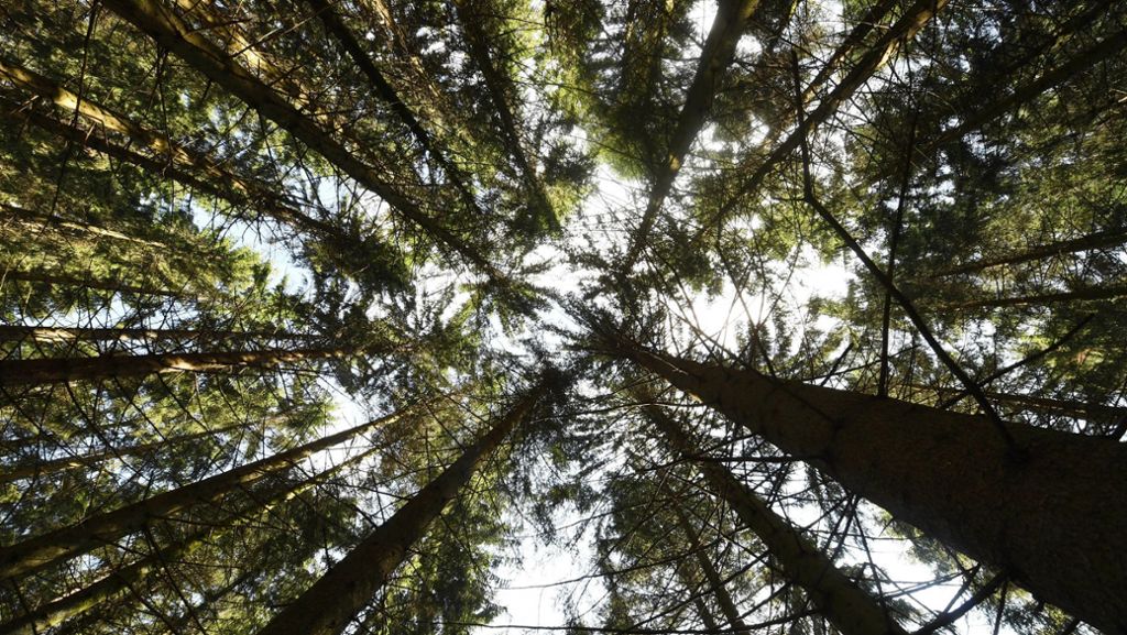 Nationalpark Schwarzwald: Fast  780.000 Jahresbesucher –  Viele Besuche zum Wandern