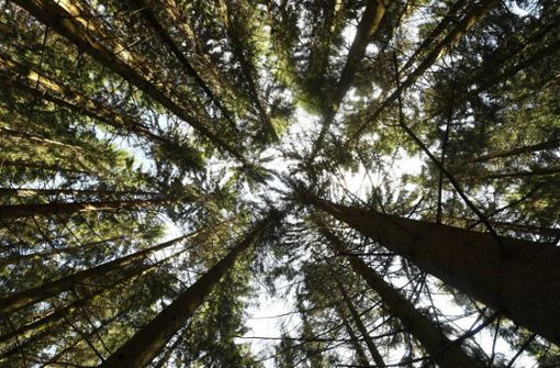 Der Nationalpark Schwarzwald zählte rund  778.000 Jahresbesucher. Foto: dpa/Uli Deck