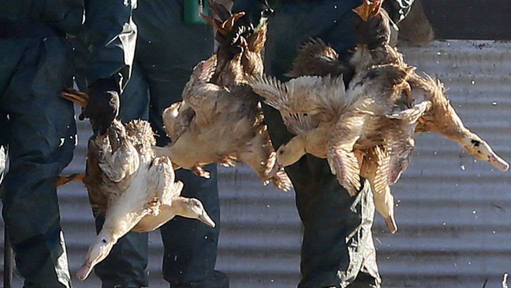  Wegen der sich seit Anfang Dezember in Frankreich ausbreitenden Vogelgrippe, werden im Südwesten des Landes weitere 600.000 Enten getötet. 