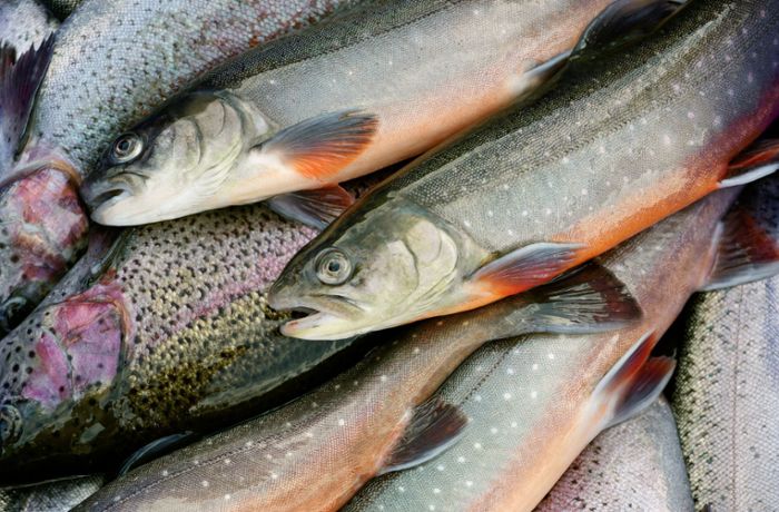 Frisch gefischt: Welchen Fisch kann man noch essen?