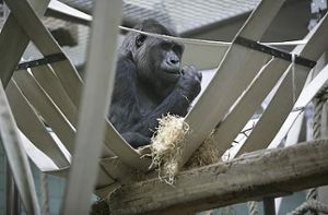 Die Gorillas in der Wilhelma werden erst im April 2012 in ihr neues Affenhaus einziehen können. Foto: Steinert