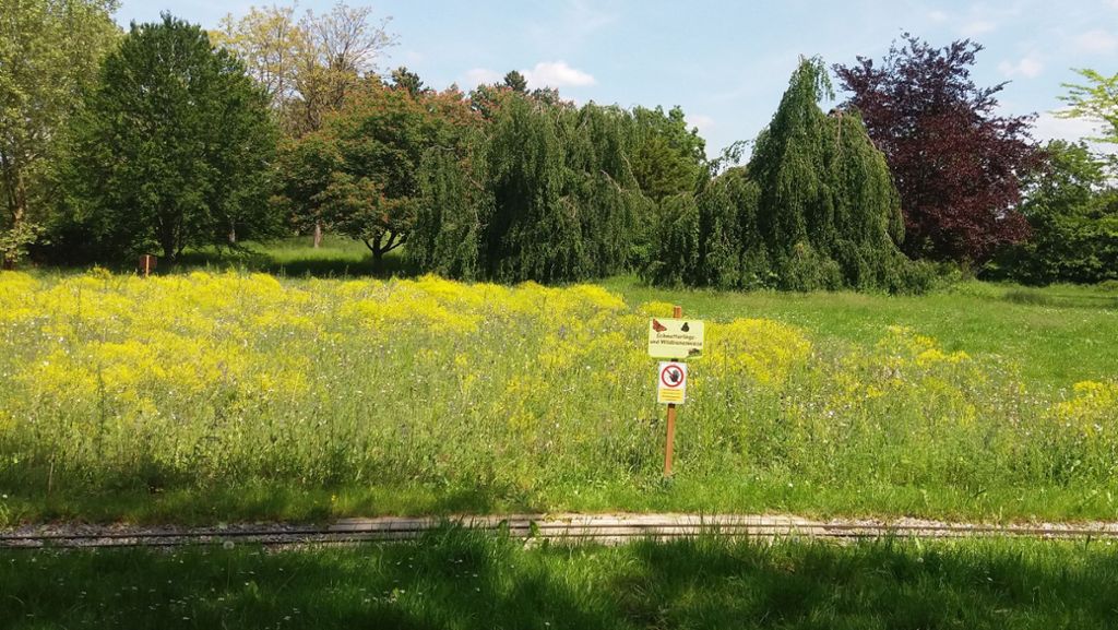 Insektensterben: Neue Blühflächen im Rems-Murr-Kreis