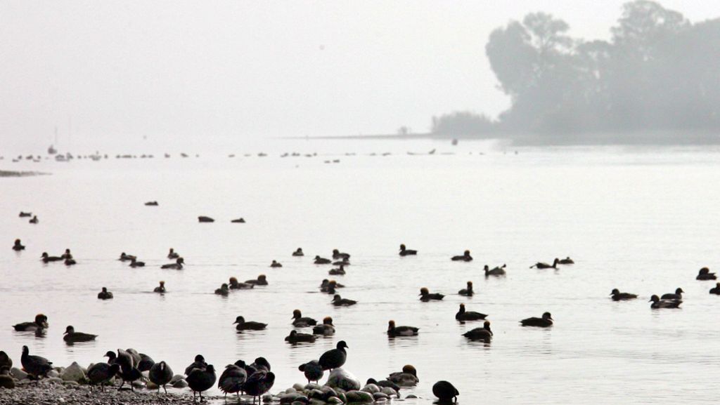  Am Bodensee ist bei Wildvögeln die Vogelgrippe festgestellt worden. Mehrere verdächtige Proben toter Reiherenten sollen jetzt untersucht werden. 