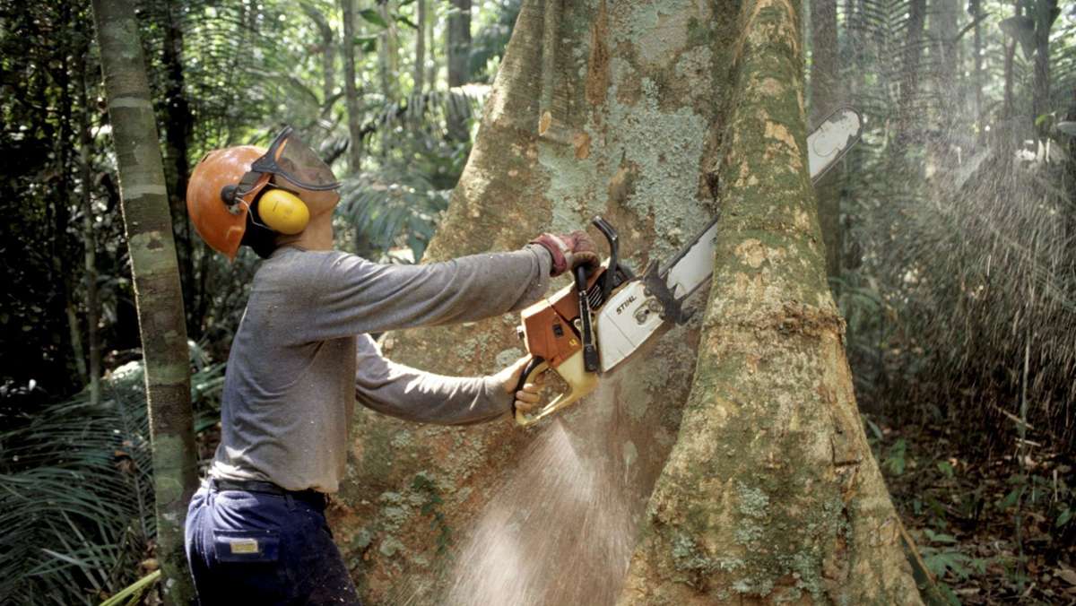 Umwelt: 43 Millionen Hektar  Regenwald zerstört