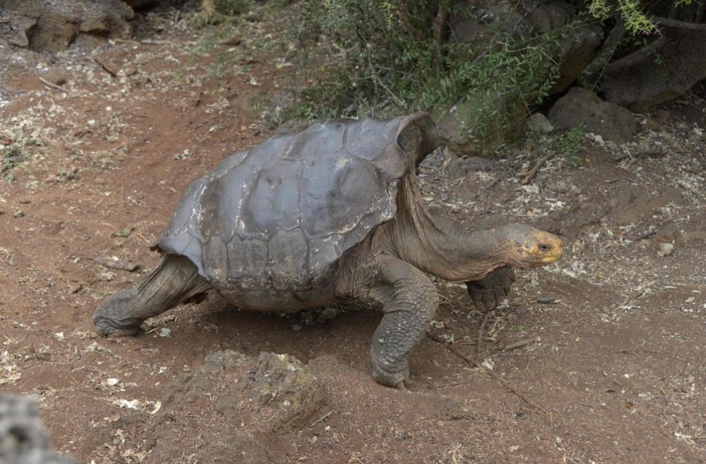 Diego ist 100 Jahre alt, sexsüchtig und der Vater von 800 Kindern. Die Schildkröte lebte jahrelang im Zoo von San Diego, bis Wissenschaftler darauf aufmerksam geworden sind, dass sie einer ganz besonderen Spezie angehört: den Española-Riesenschildkröten.