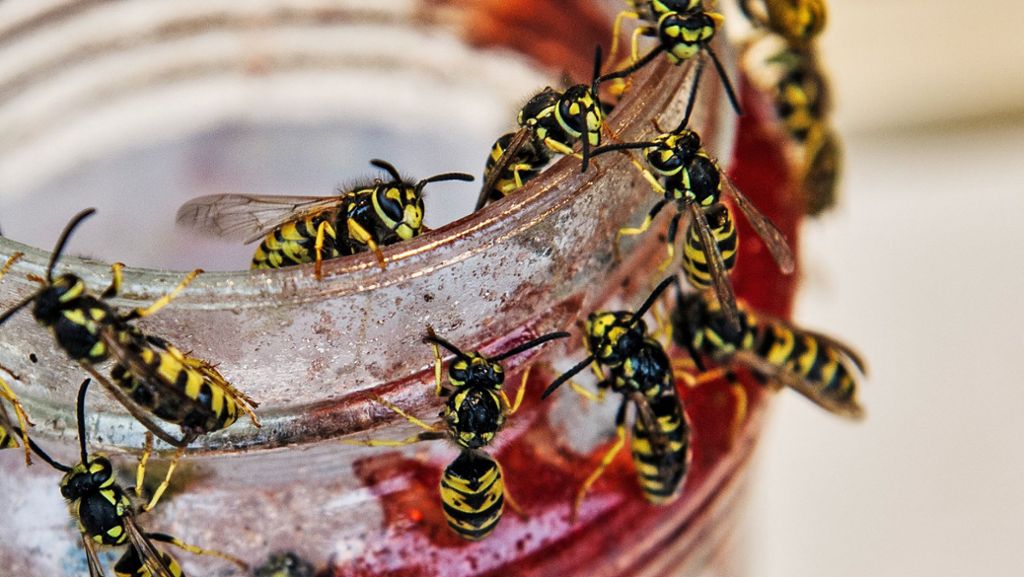Gefährliche Nester: Viele Wespen im Hitzesommer - Kammerjäger im Dauereinsatz
