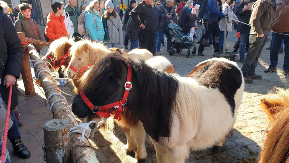 Leonberg: Pferdemarkt: Ganz Leonberg feiert!