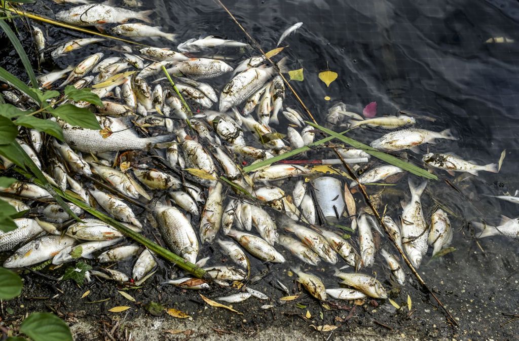 Massenhaft treiben Fische und andere Wassertiere an der Oberfläche.