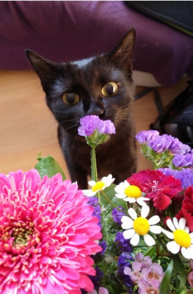 Daniel Stock hat Katze Penny beim Schnuppern an Blumen fotografiert.