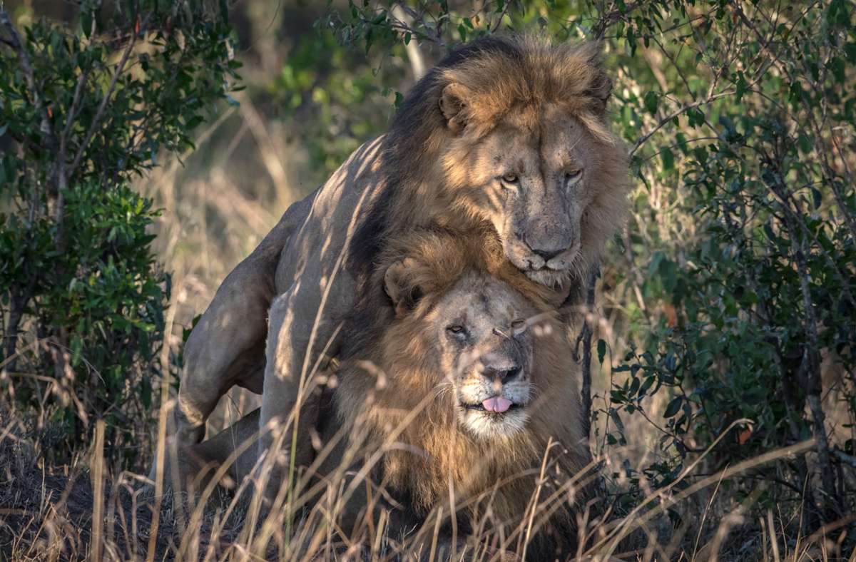 Löwenmännchen lösen ihre Konflikte und Führungsfragen durch gleichgeschlechtlichen Sex.