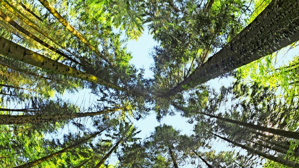Zeitenwende beim Forst: „Waldbesitz wird teurer werden“
