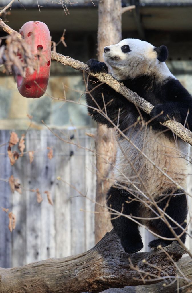 Vor dem Abflug nach China gab es im Zoo in Washington für Bao Bao noch ein letztes Mahl.