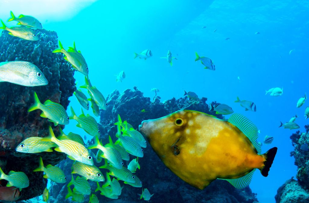MSC setzt im Gegensatz zur Konkurrenz auf Naturerlebnisse und die Wiederansiedlung von Korallen. Rund um die Insel wurde eine 64 Quadratkilometer große Meeresschutzzone eingerichtet. Die ersten Fische sind bereits zurückgekehrt.