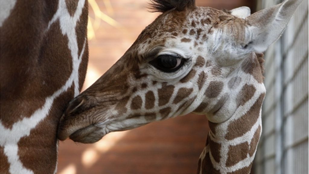 Stuttgarter Zoo: Wann die Wilhelma Tiere töten darf