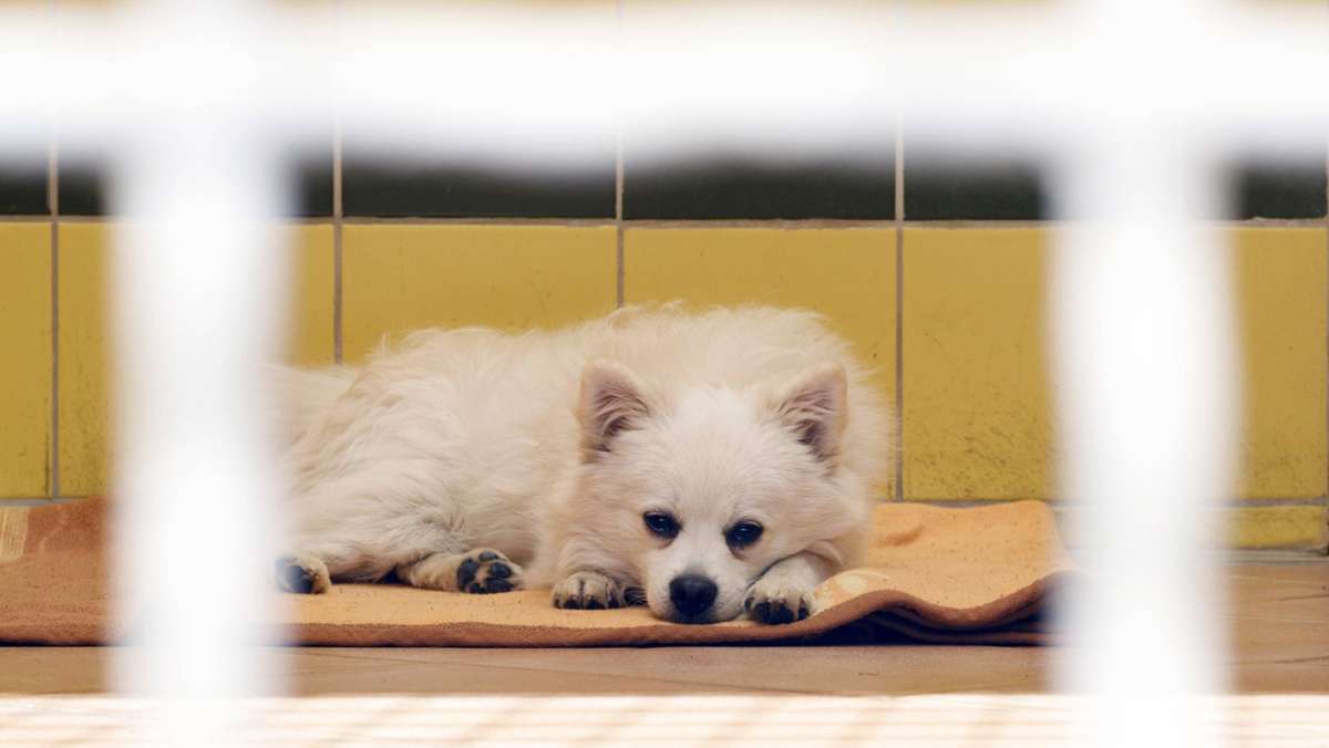 Haustiere in der Coronakrise: Aufnahmestopp in einigen Tierheimen – Tierschützer besorgt
