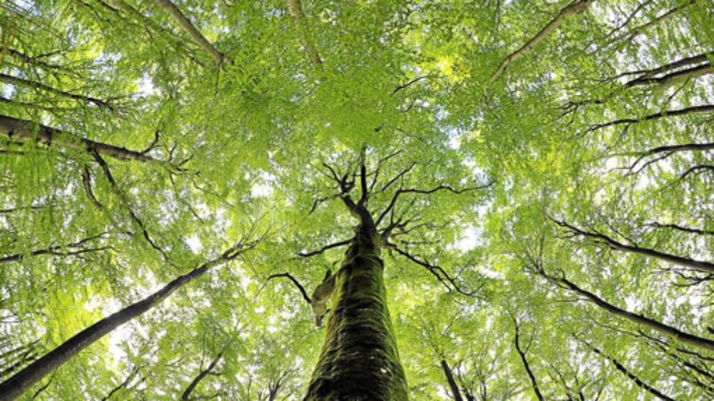 Wald bringt Kohle: Gewinn fast verdreifacht