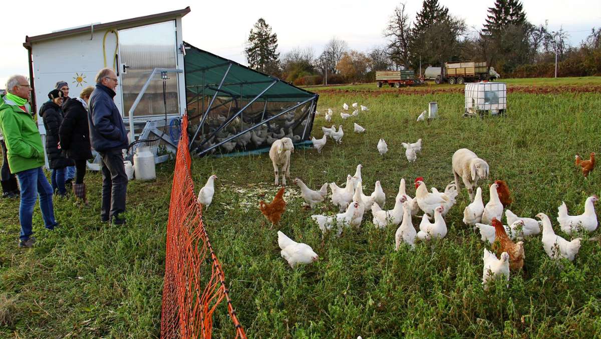 Vogelgrippe in Stuttgart: Das bedeutet die Stallpflicht für die Hühner vom Reyerhof