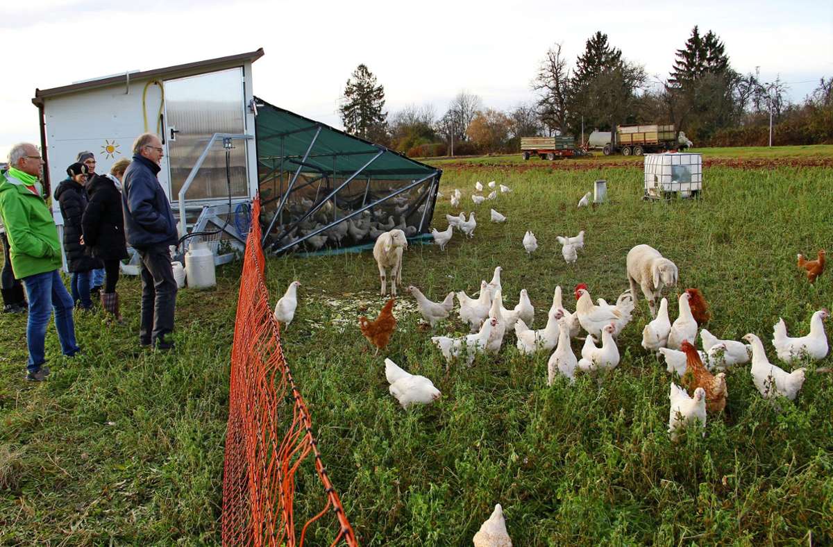 Eigentlich haben die Reyerhof-Hühner viel Platz. Derzeit steht ihnen aber nur etwa ein Viertel der ursprünglichen Fläche zur Verfügung. Das kann Folgen haben. Foto: Corinna Pehar