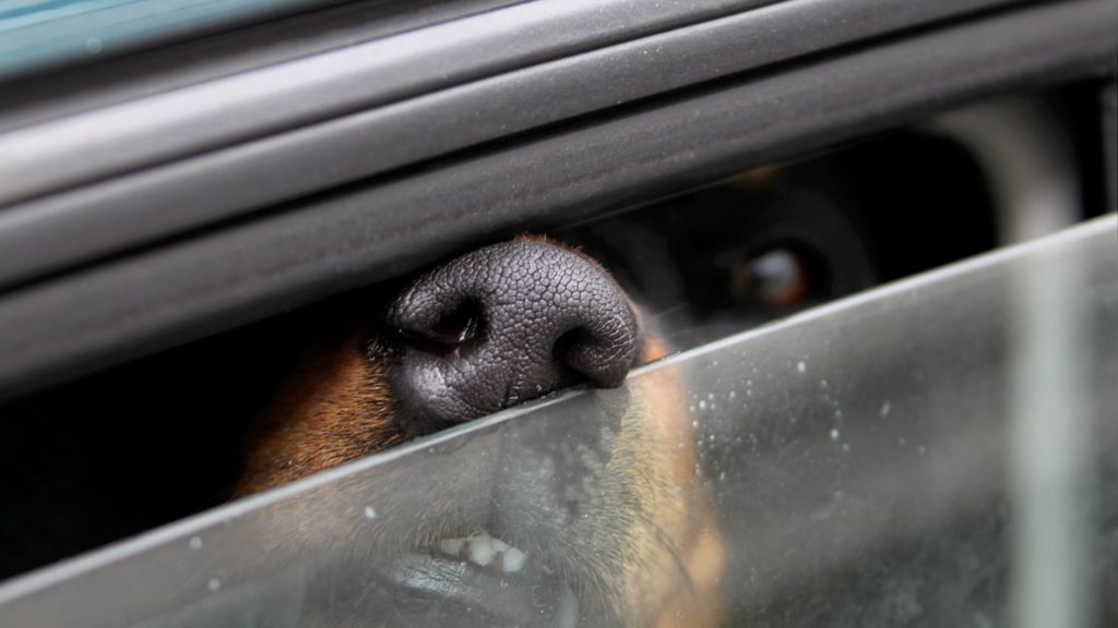 Sindelfingen: Polizei rettet Hund aus überhitztem Auto