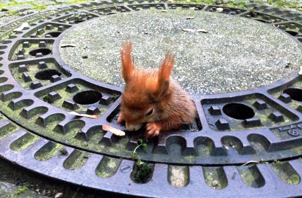 Eichhörnchen Olivio steckte in einem Gullydeckel fest.