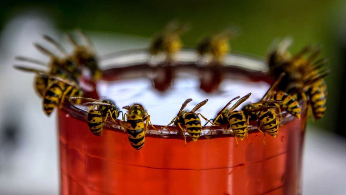 Die Wespen in der halbvollen Cola ertränken oder mit der Fliegenklatsche erschlagen – viele Menschen entledigen sich der ungebetenen Sommergäste auf brutale Art und Weise. Aber ist das überhaupt legal? Wir klären auf.