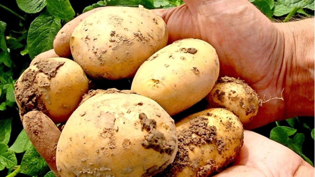 Ernährung: Wie geschälte Kartoffeln schön gelb bleiben