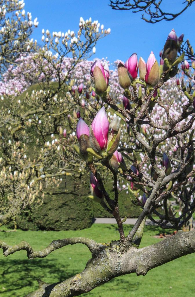 Insgesamt stehen 106 Magnolien-Bäume im Zoologisch-Botanischen Garten.