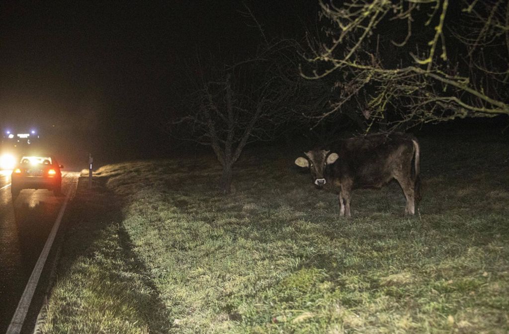 Eine Kuh am Straßenrand zwischen Strümpfelbach und Endersbach. Ein anderes Tier war auf die Fahrbahn gelaufen und kollidierte dort mit einem Auto.