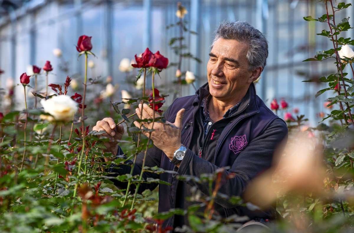 Für die heimischen Rosenzüchter wie den Fellbacher Peter Schwarzkopf kommt der Valentinstag eigentlich etwas zu früh. Sie sind zurzeit noch eher mit dem Rückschnitt beschäftigt.