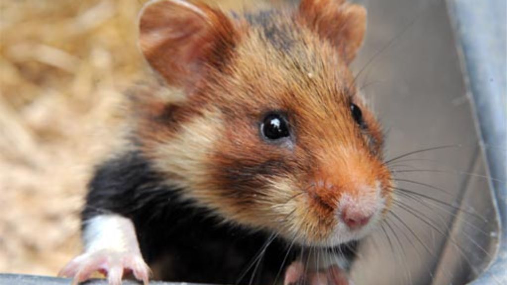 Netz-Reaktionen zu den Hamsterkäufen: Weil sie süße Popos haben