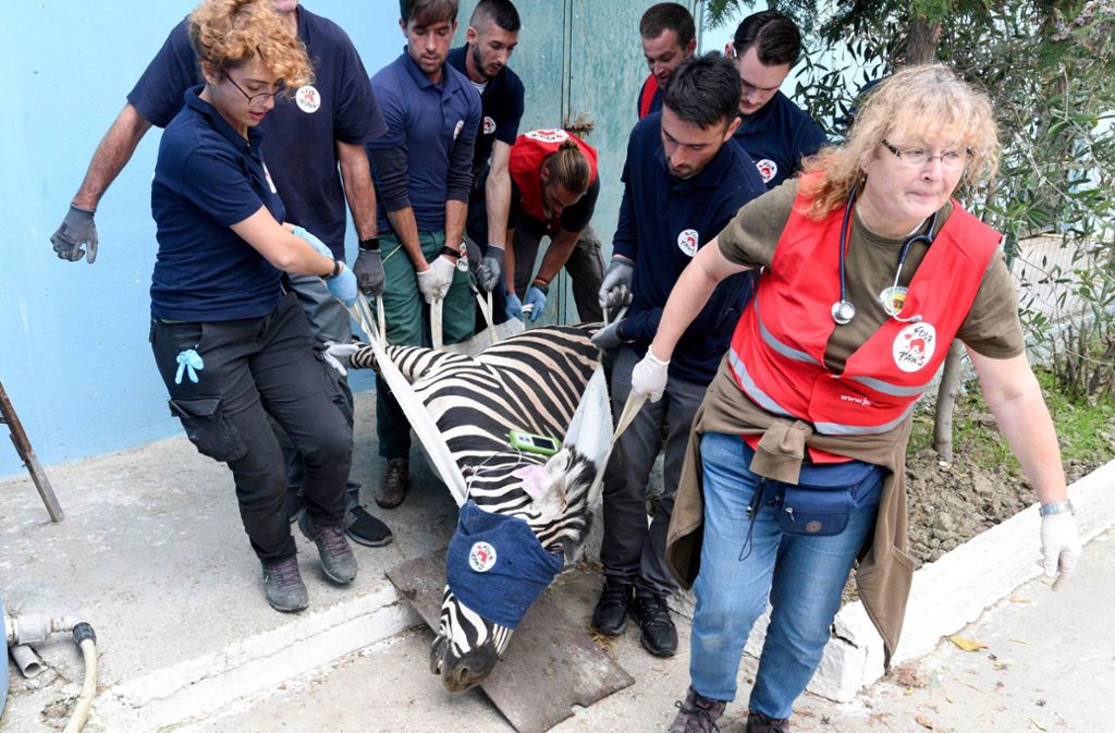 Auch ein Zebra wurde aus dem „Höllenzoo“ gerettet.