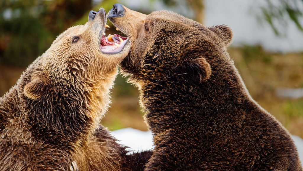 Bären in Europa: Wo sich Braunbären wohlfühlen könnten