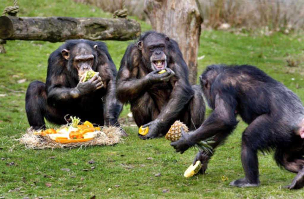 Lange galten Schimpansen als Egoisten, weil sie ihr Futter selten teilen. Doch sie helfen einander auch.