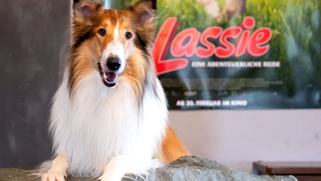 „Lassie“-Film in den Kinos: Will jetzt jeder einen Collie haben?