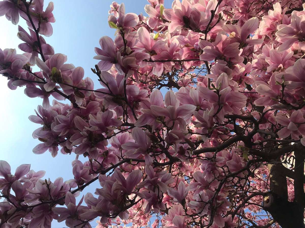 Der Frühling lässt die Magnolien im Kessel aufblühen, wir verraten euch wo.