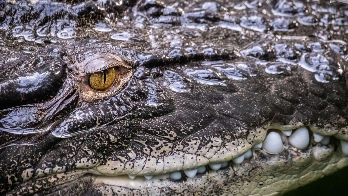  Bei einem Tauchgang im Meer ist ein Mann auf Sri Lanka tödlich verletzt worden. Ein rund rund vier Meter langes Krokodil hatte den Taucher weggezogen. 
