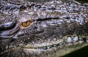 Mann stirbt nach Krokodil-Angriff