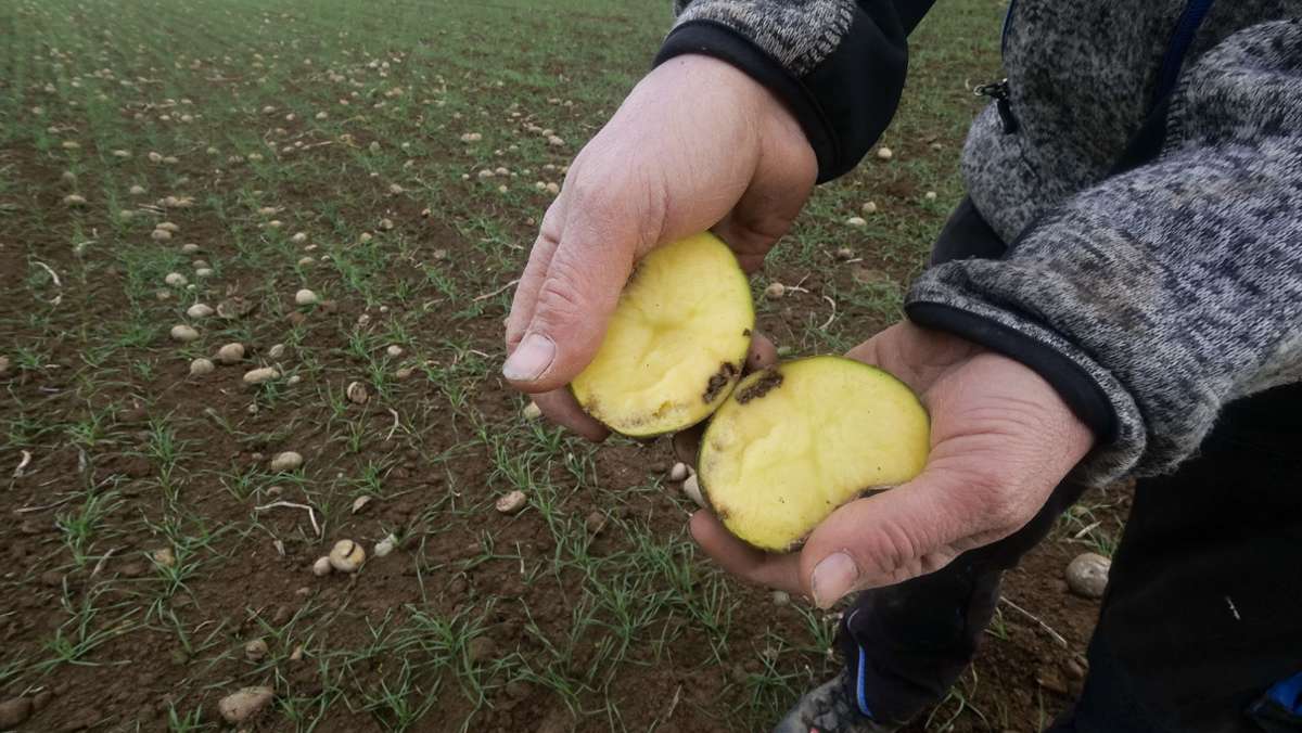 Kartoffelbauern in Not: Gegen den Drahtwurm ist kein Kraut gewachsen