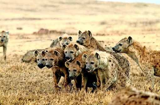Hyänen verlassen ungern ihre Familie. Das gilt vor allem für die Weibchen, aber auch für die Männchen. Foto: Oliver Höner